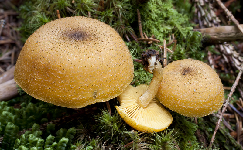 Tricholomopsis decora